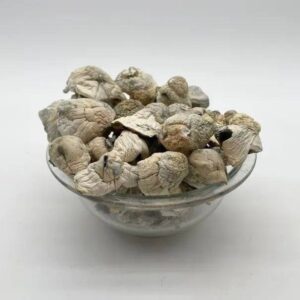 magic mushroom buy online