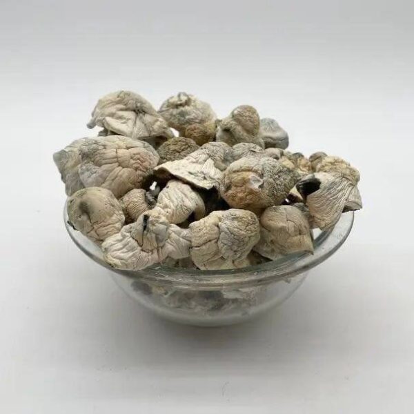 magic mushroom buy online