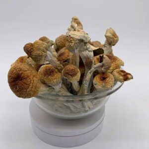 magic mushroom buy online