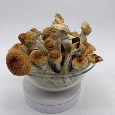 magic mushroom buy online