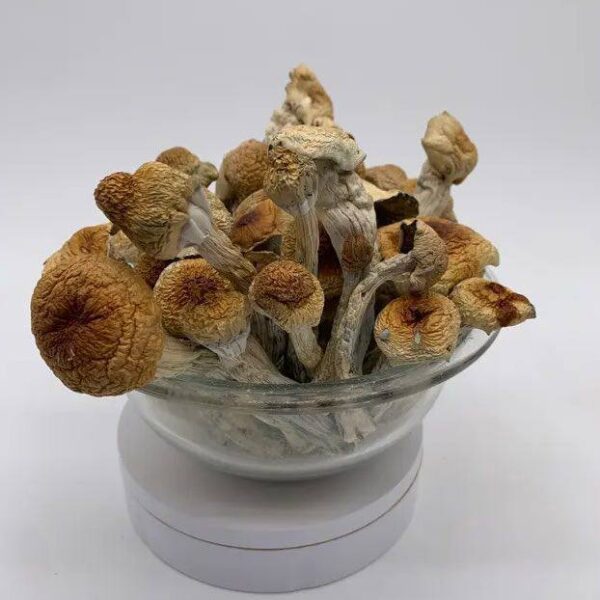 magic mushroom buy online