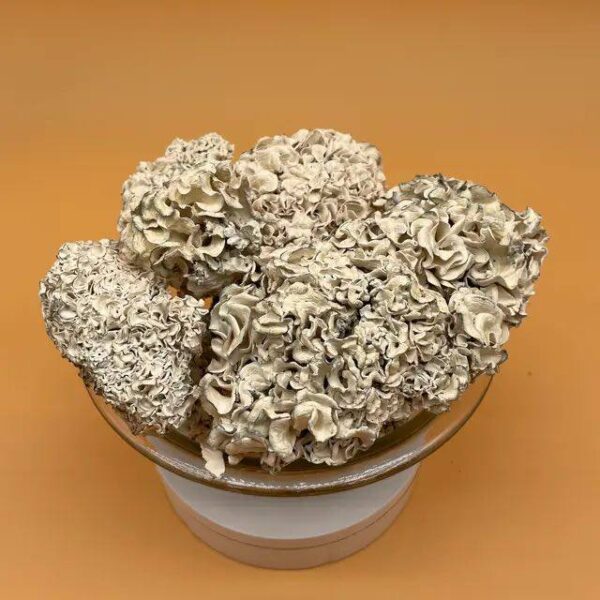 enigma shrooms extremely potent